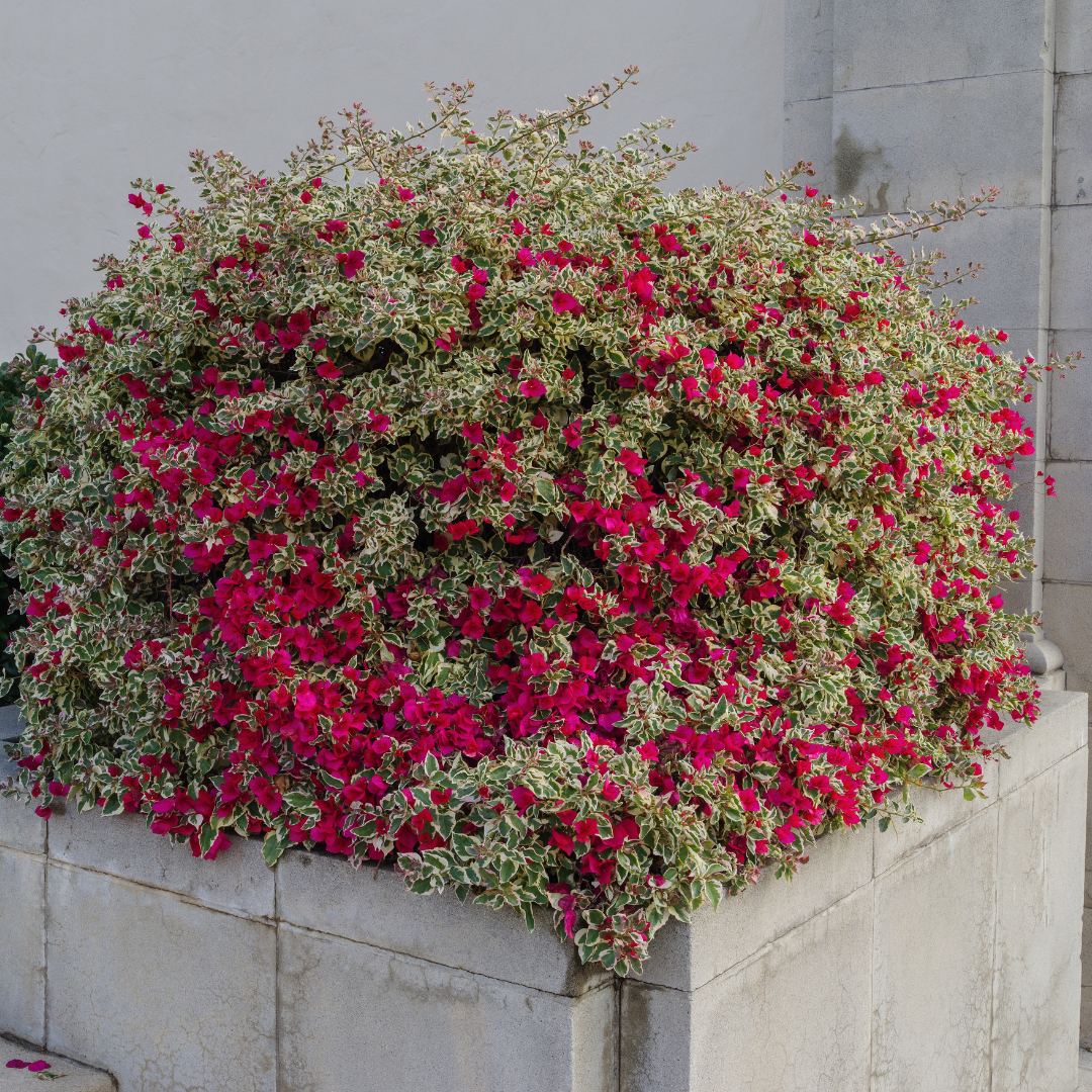 Raspberry Ice Bougainvillea with magenta bracts and variegated foliage against stone wall — Phoenix, AZ