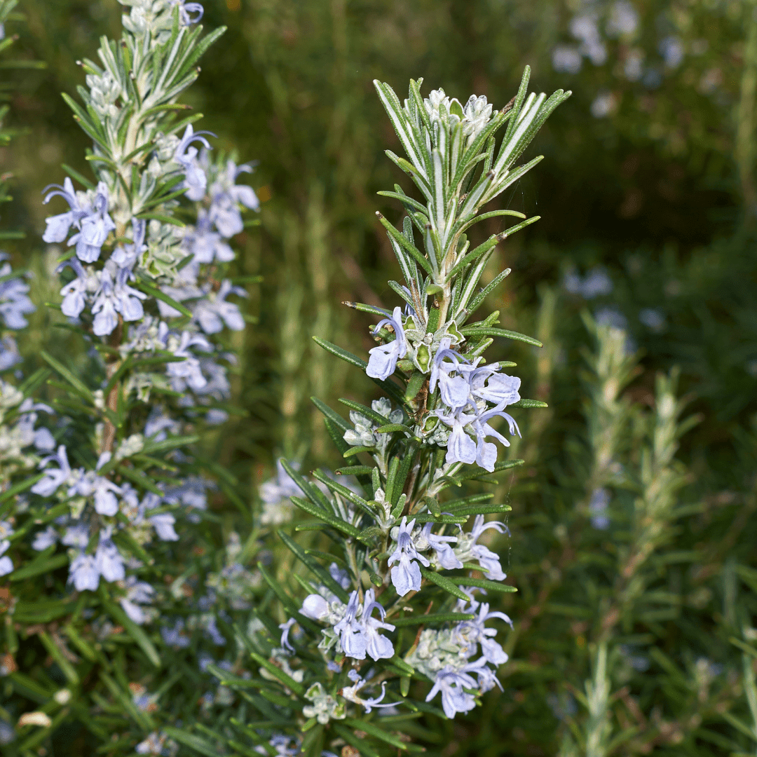 Rosemary 'Tuscan Blue'