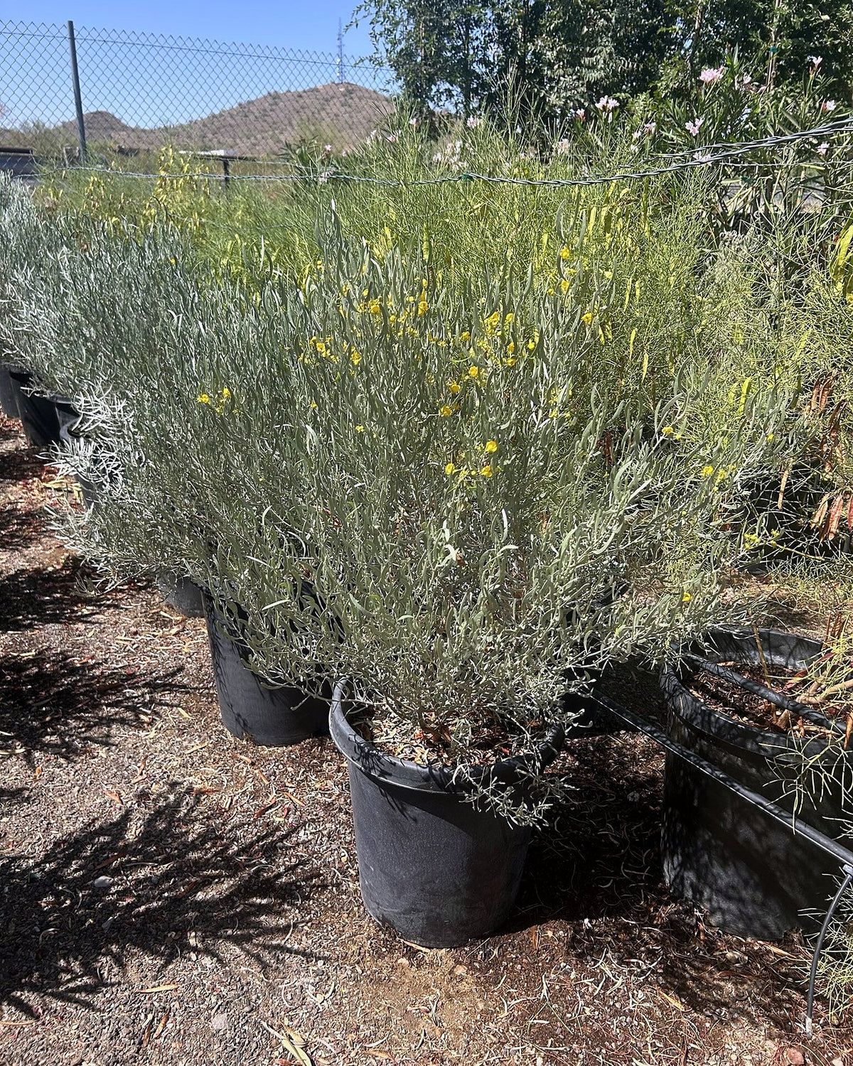 Silvery Cassia