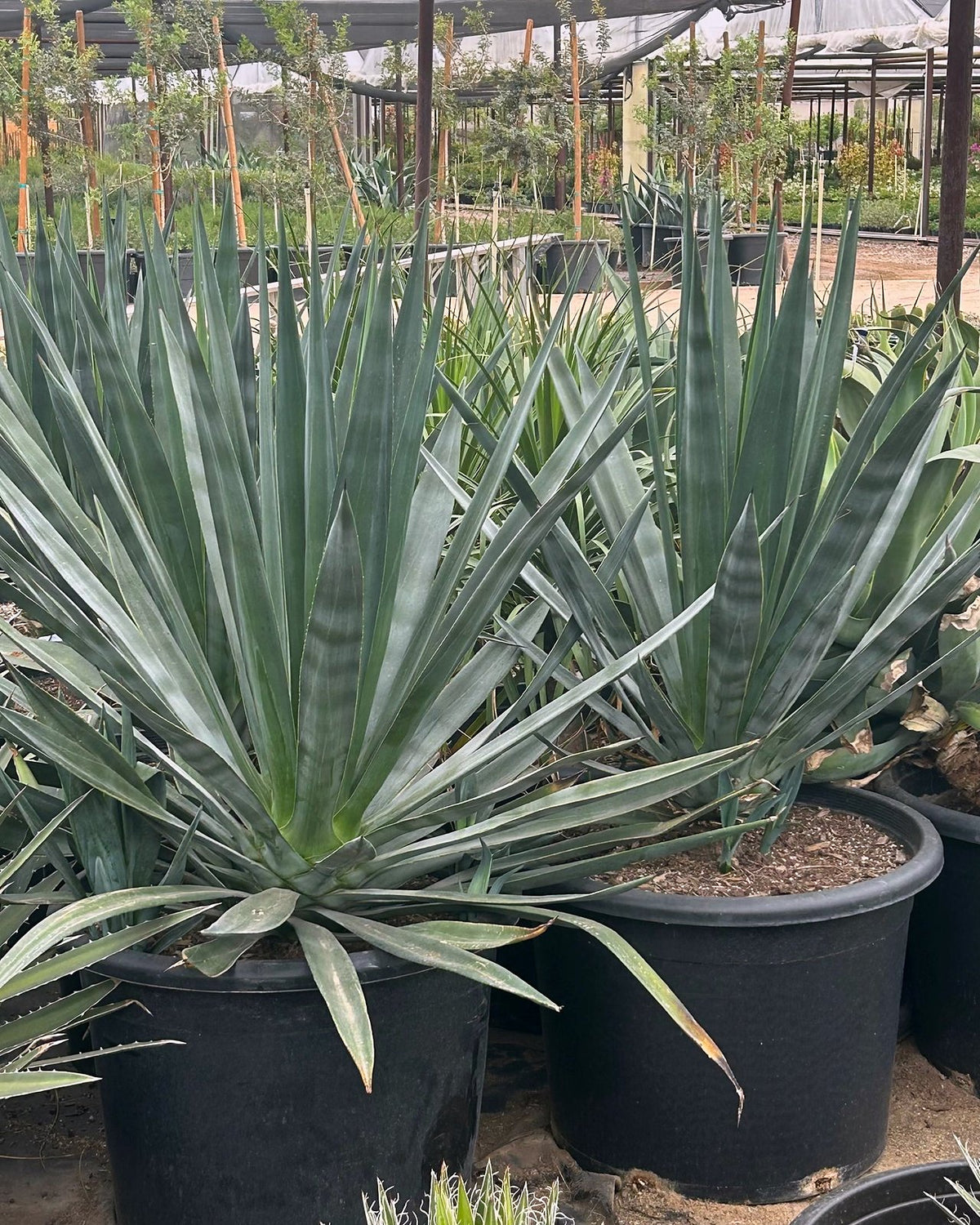 Sisal Agave