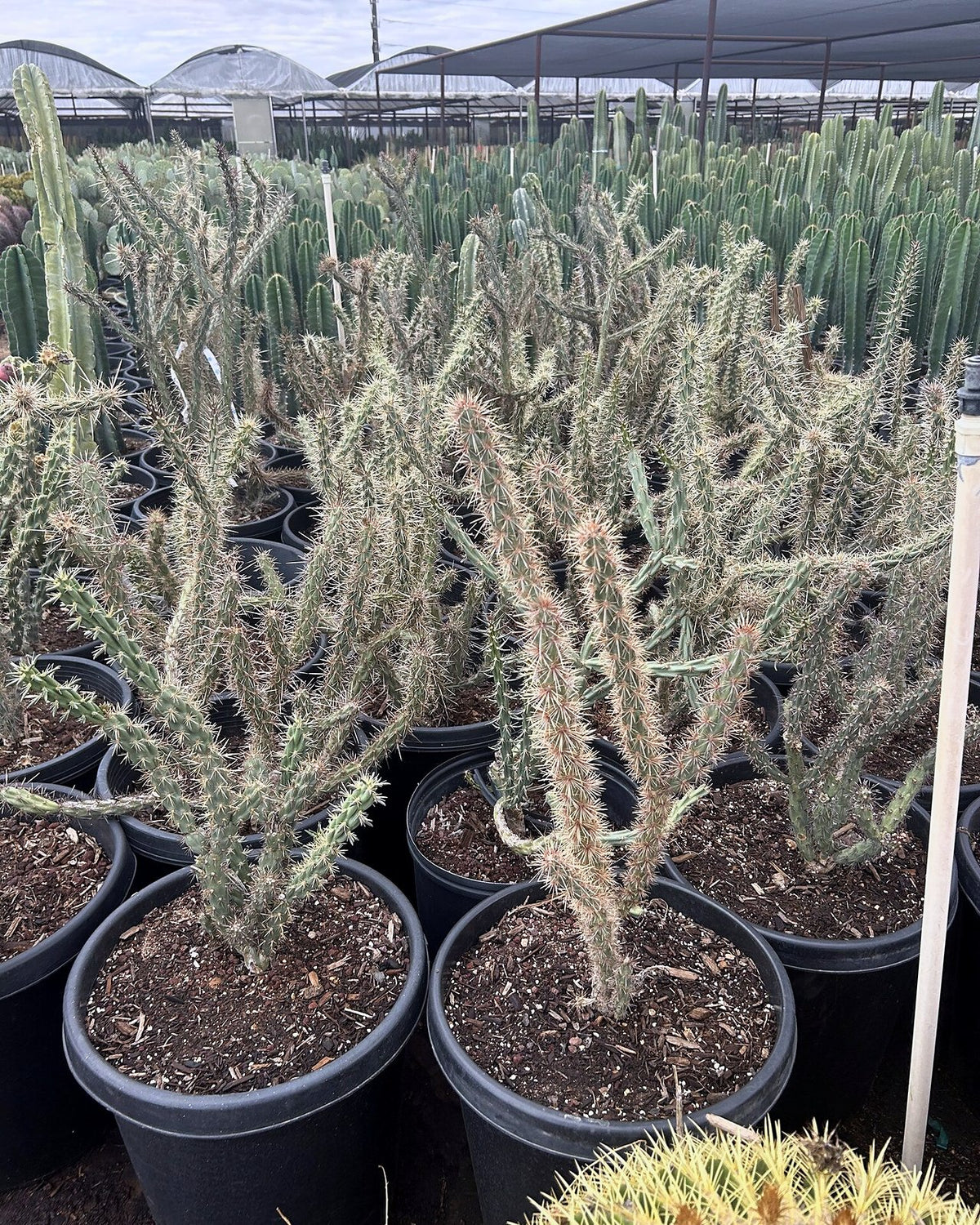 Staghorn Cholla
