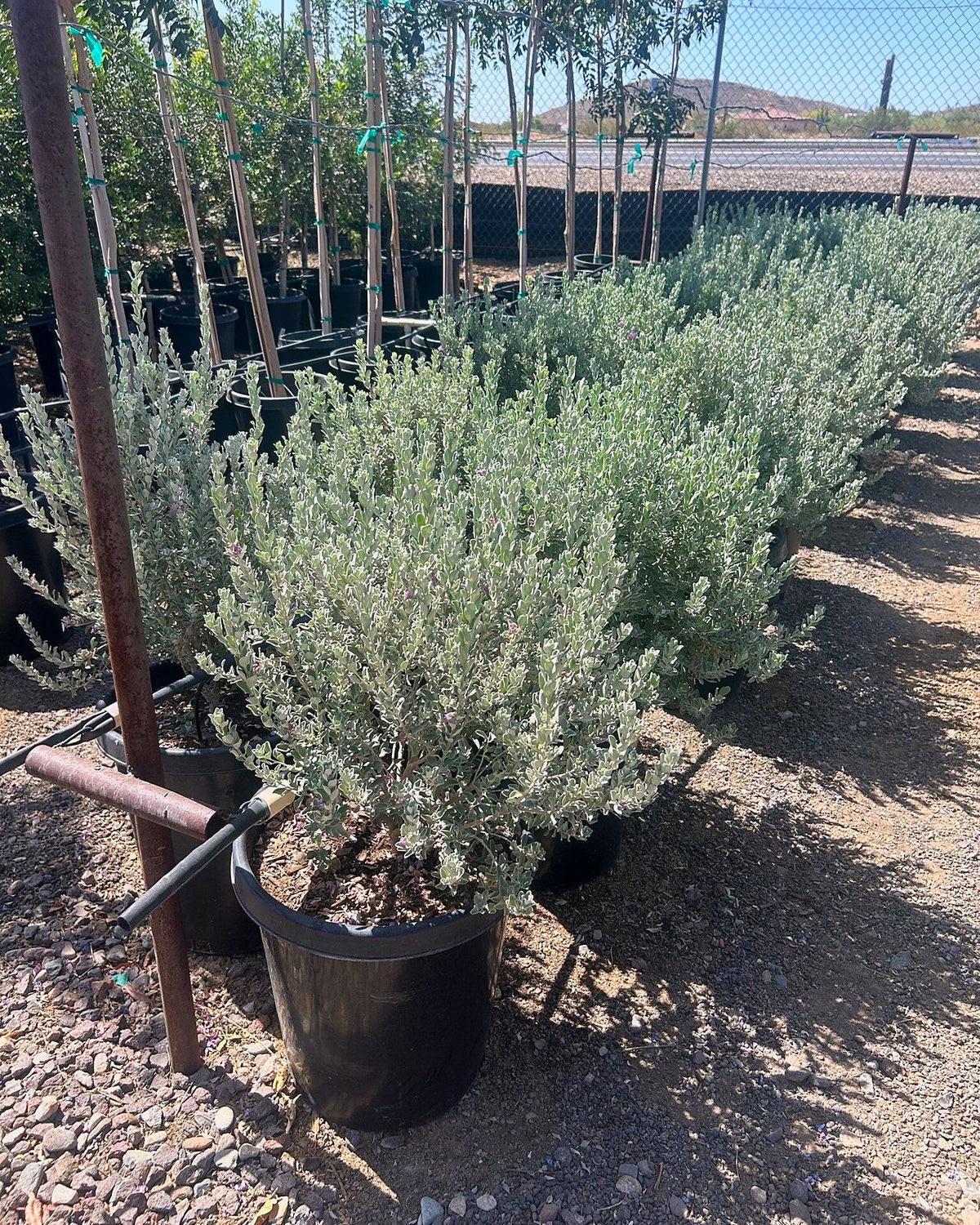 Texas Sage Compacta