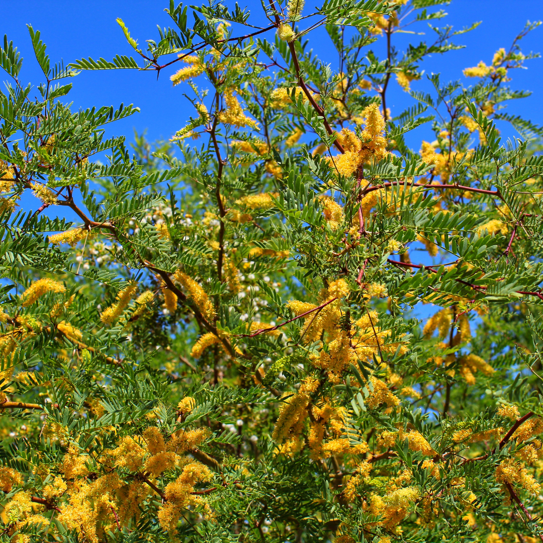Texas Honey Mesquite (Prosopis glandulosa) yellow catkin blooms and foliage — Phoenix, AZ