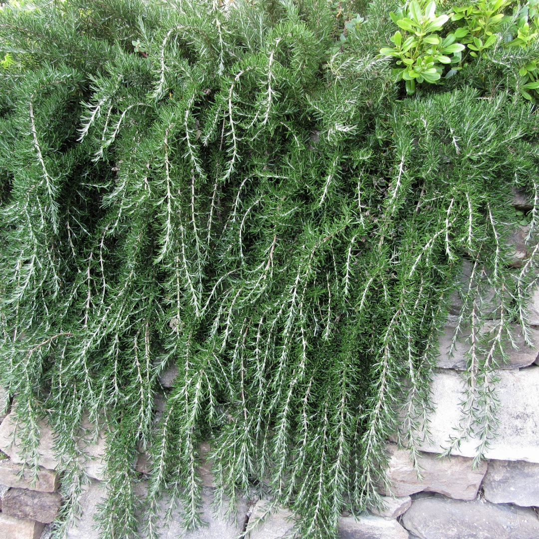 Trailing Rosemary (Rosmarinus officinalis) cascading over stone wall in desert garden — Phoenix, AZ