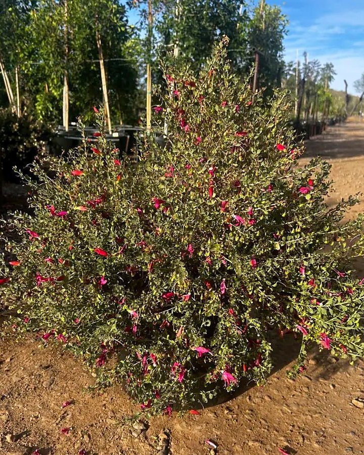 'Valentine' Emu Bush