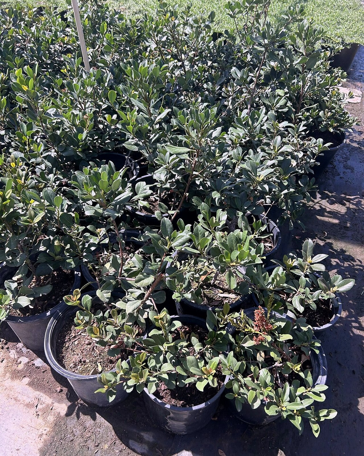 Buy Indian Hawthorne Phoenix, AZ | Rhaphiolepis indica | Three