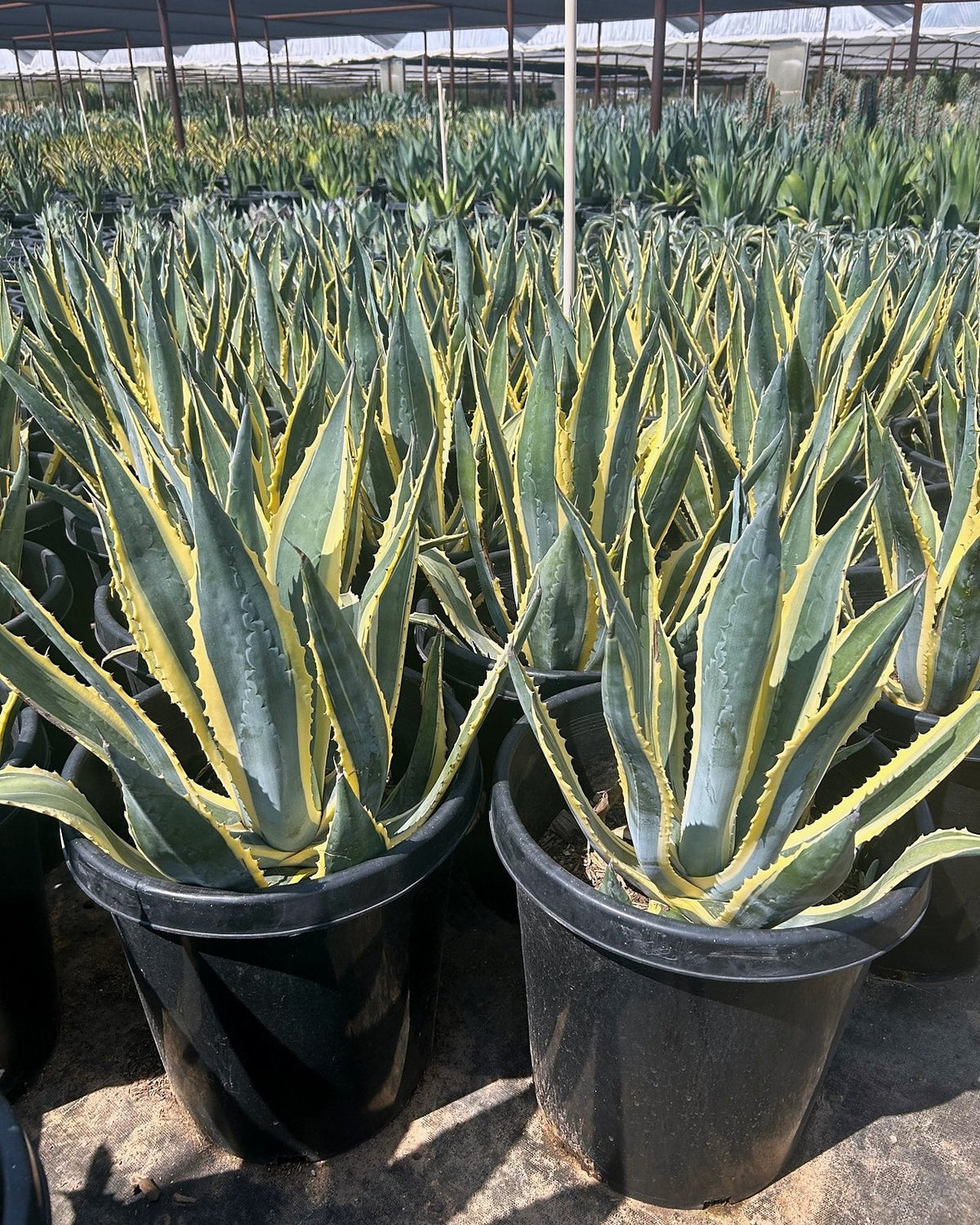 White striped century plant
