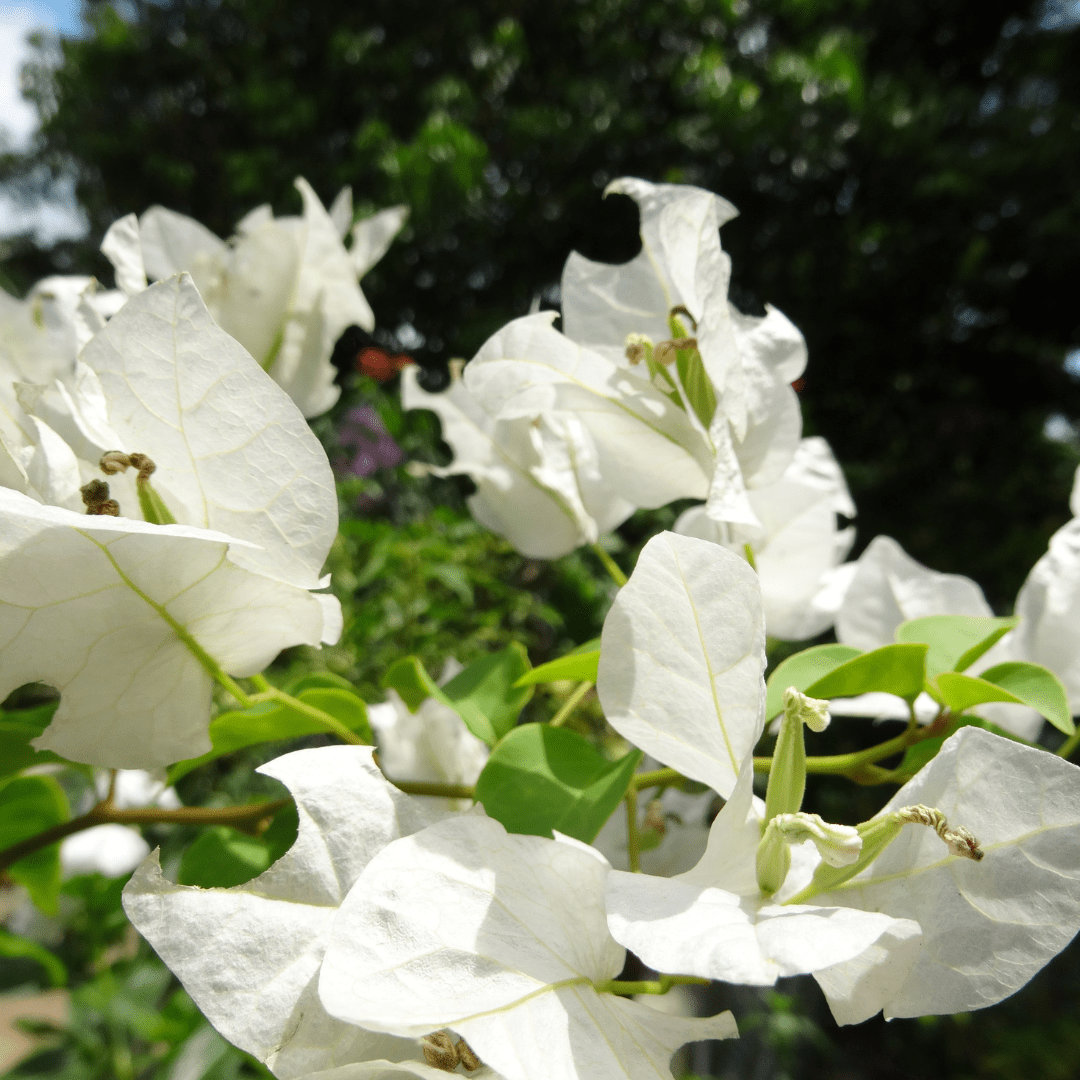 White Bougainvillea (Bougainvillea spectabilis) close-up of pure white bracts in full bloom — Phoenix, AZ