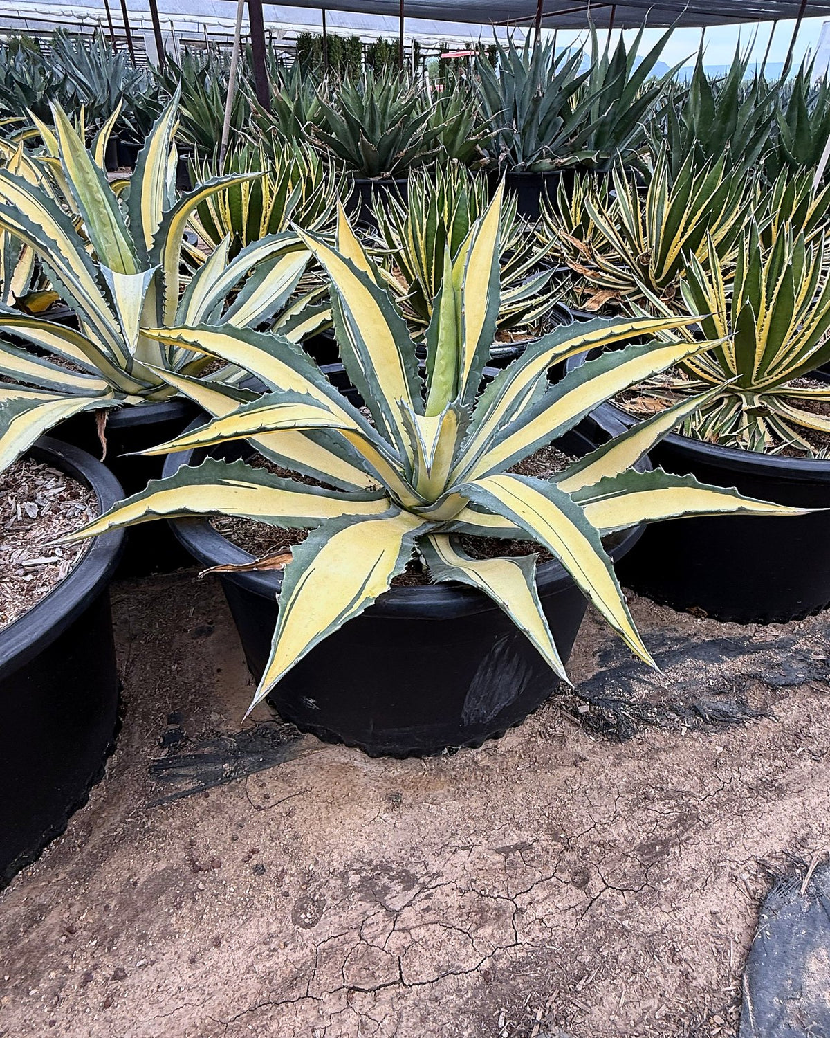 Yellow striped century plant