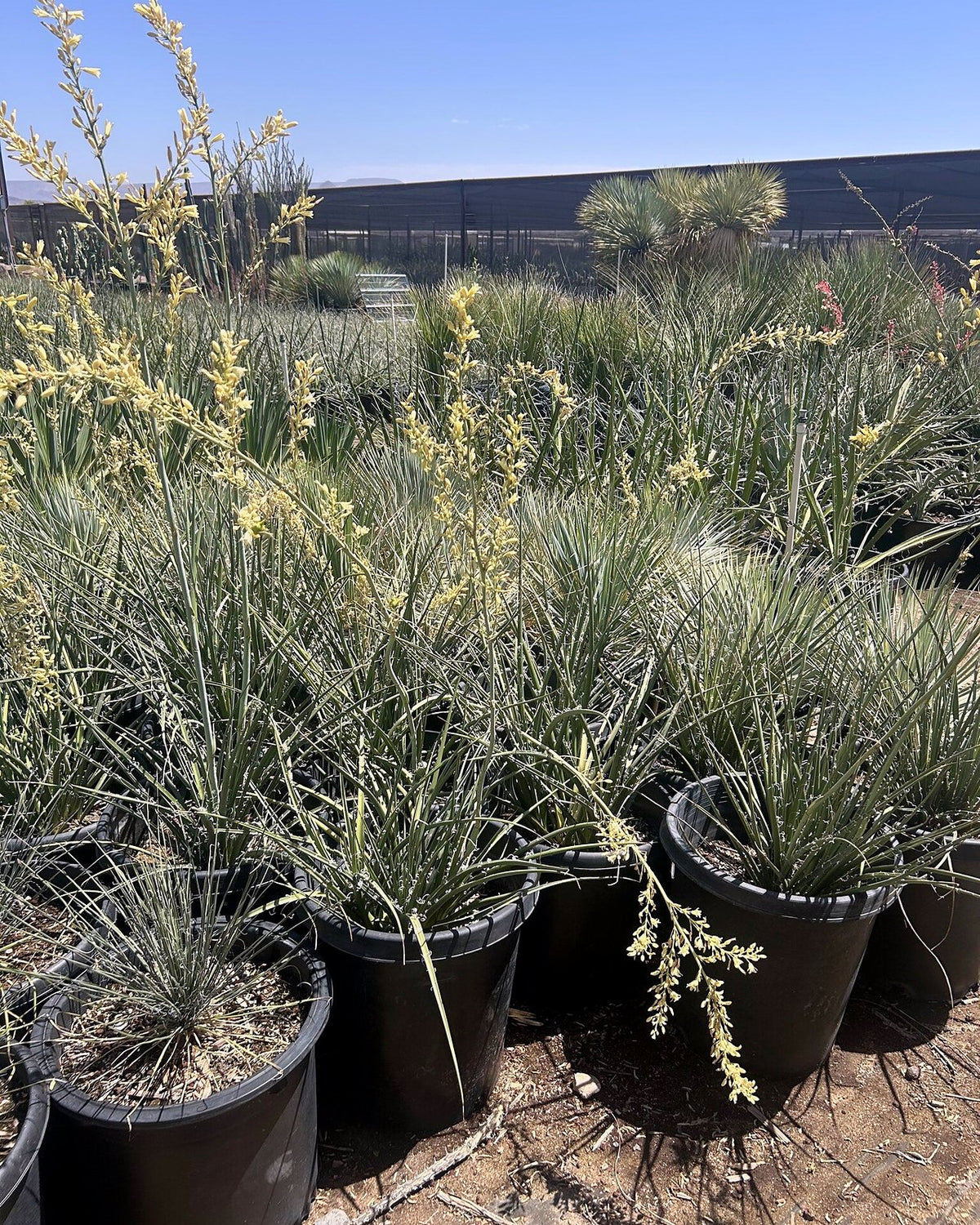 Yellow Yucca