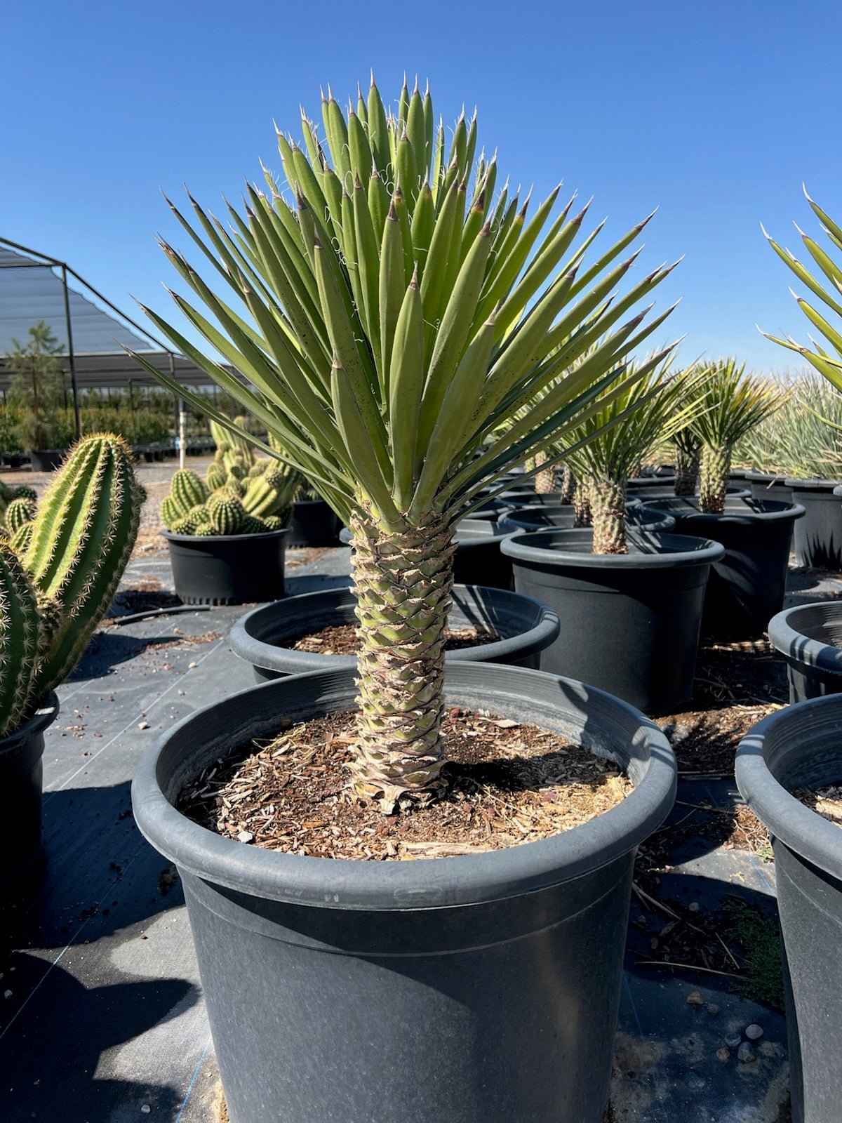 25 gallon Mexican Tree Yucca (Yucca filifera) showing textured trunk and green rosette in nursery — Phoenix, AZ