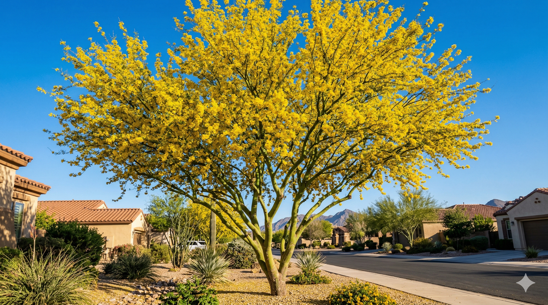 Native Desert Trees for Phoenix & the Valley: The Complete Guide
