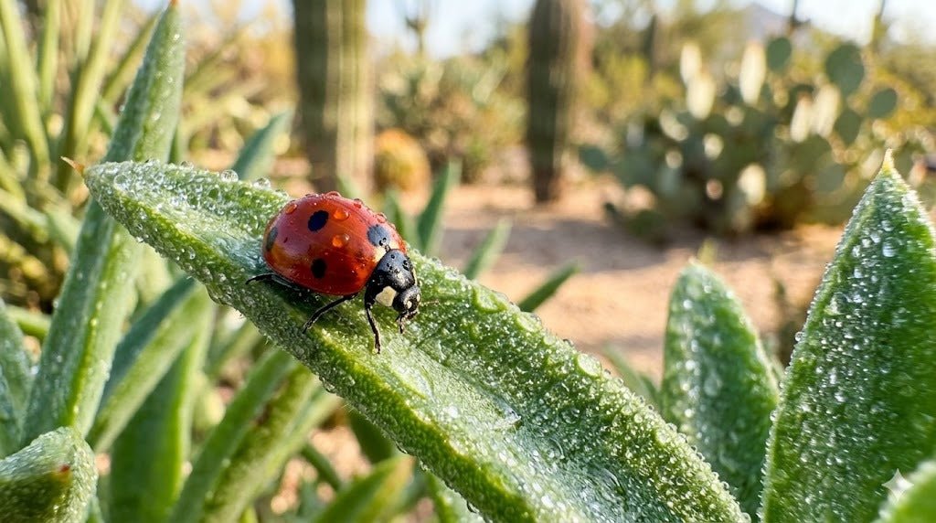 Macro close-up of a ladybug on a healthy green desert plant leaf in a Phoenix garden