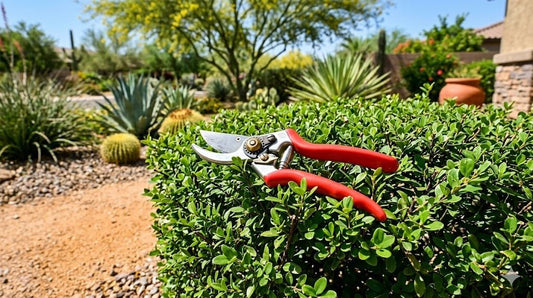 Bypass hand pruners resting on a neatly pruned green desert shrub in a Phoenix garden