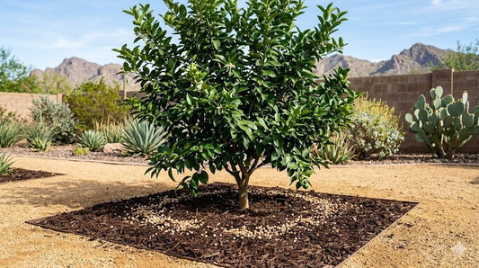 Healthy citrus tree in a Phoenix yard with slow-release fertilizer granules on the mulched soil at its base