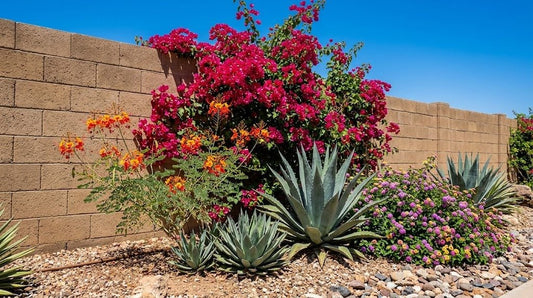 Sun-loving bougainvillea, agave and lantana thriving against a bright west-facing Phoenix wall