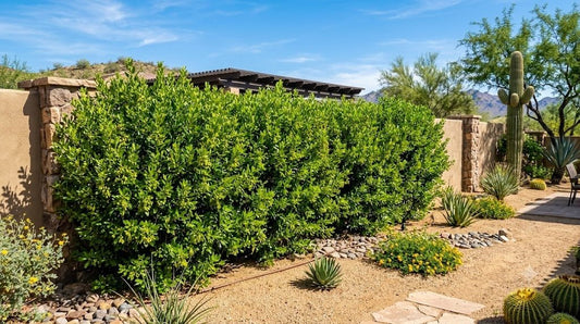 Tall lush Green Hopseed privacy hedge screening a backyard wall in a Phoenix desert garden
