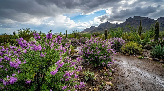 Texas Sage shrubs in full purple bloom after monsoon rain in a Phoenix desert landscape