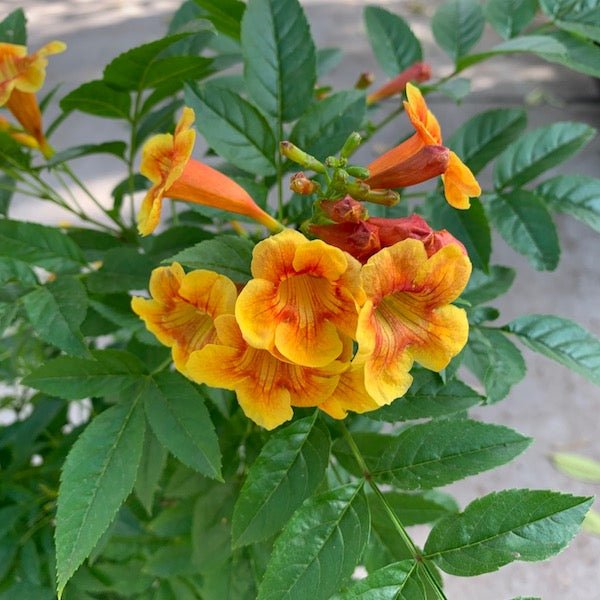 Fast-Growing Favorites