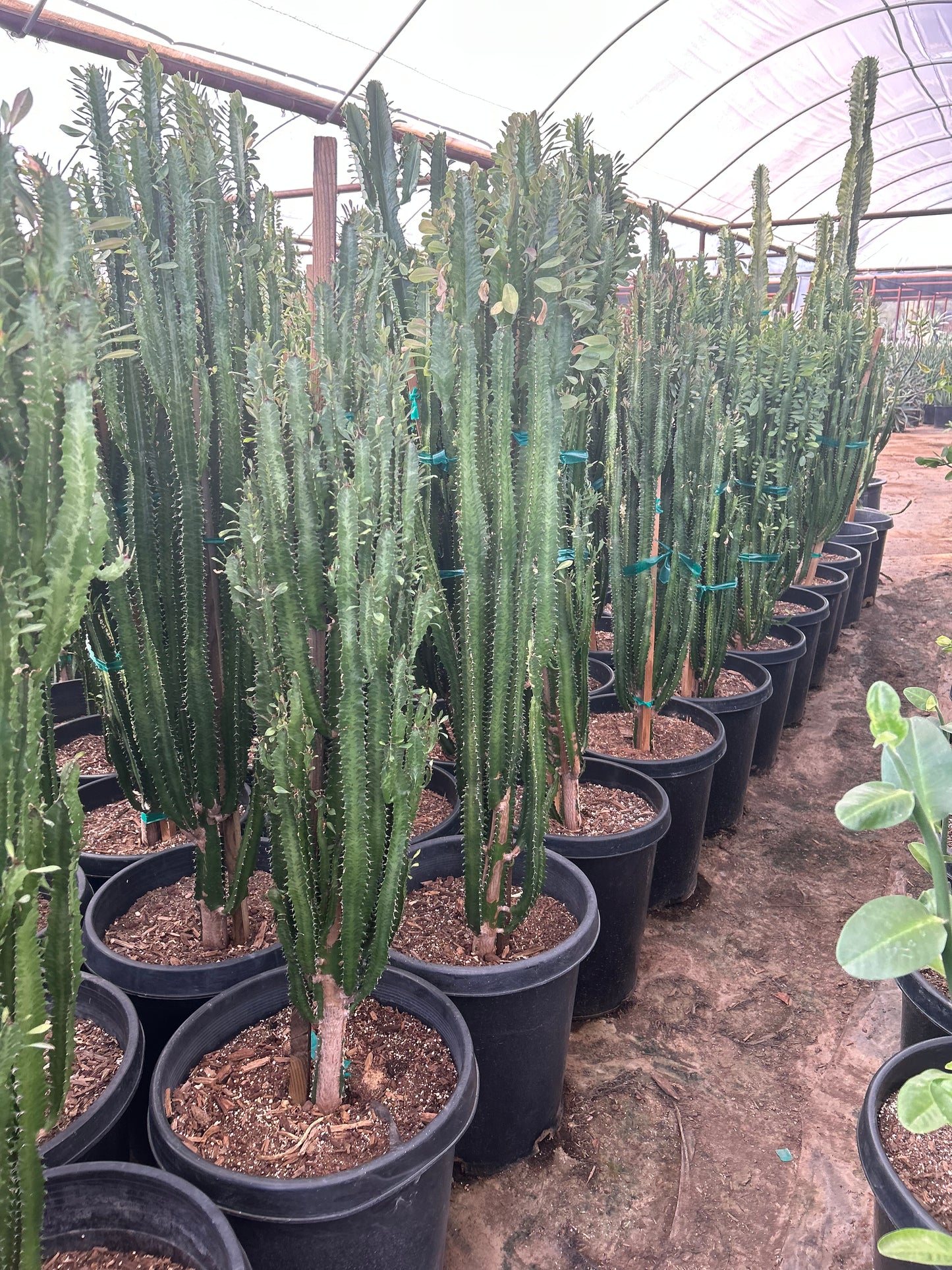 Euphorbia trigona-Green