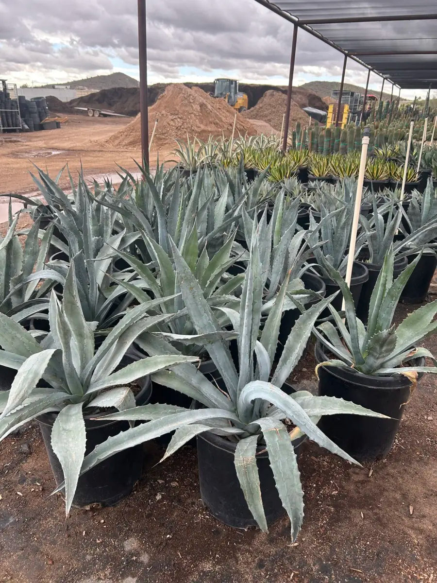15 gallon Century Plant (Agave americana) plants in nursery pots — Phoenix, AZ