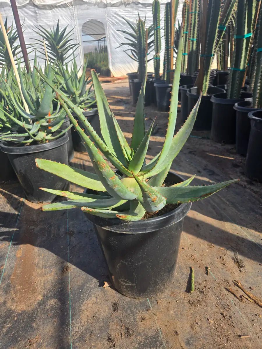 aloe vera hybrid plant Buy Tangerine Aloe Phoenix, AZ | Aloe Hybrid