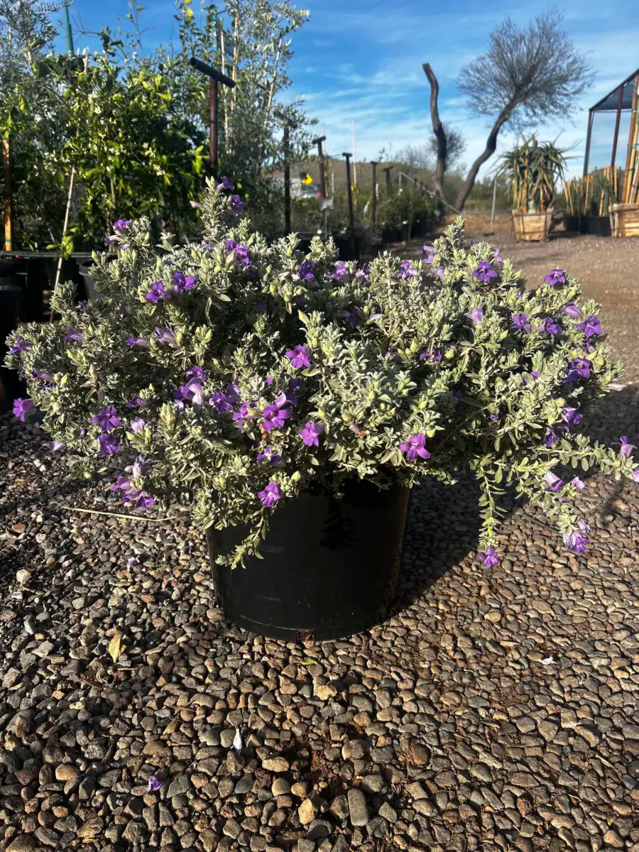 'Blue Bells' Emu Bush (Eremophila hygrophana) in 15 gallon pot on gravel, wide spreading habit with purple flowers — Phoenix, AZ