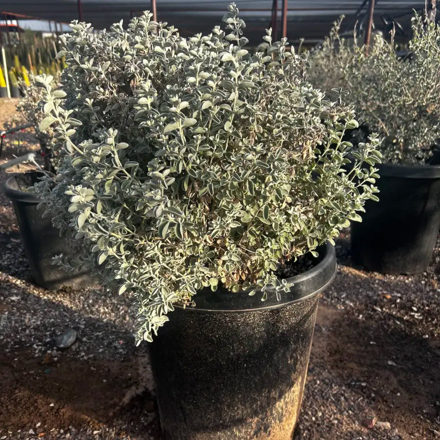 15 gallon Upright Blue Ranger (Leucophyllum zygophyllum) with silvery foliage in nursery pot — Phoenix, AZ