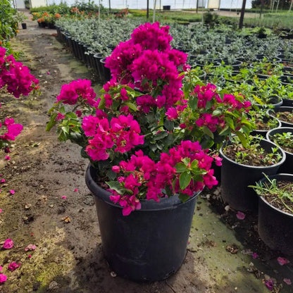 Buy Alexandra Bougainvillea Phoenix, AZ | Purple Vine | Three