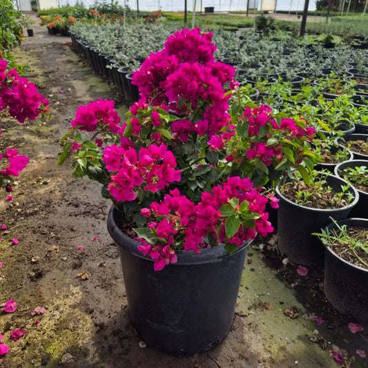 15 gallon Alexandra Bougainvillea with vivid purple bracts in nursery pot — Phoenix, AZ