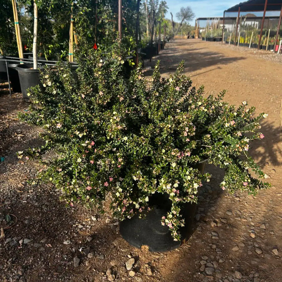Buy Dwarf Myrtle Phoenix, AZ | Myrtus communis | Three Timbers