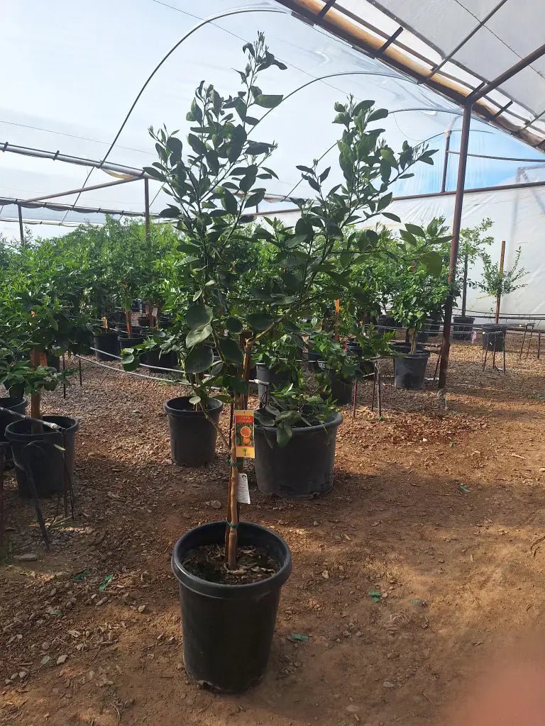 15 gallon Navel Orange Tree (Citrus sinensis) in nursery pot at Three Timbers — Phoenix, AZ