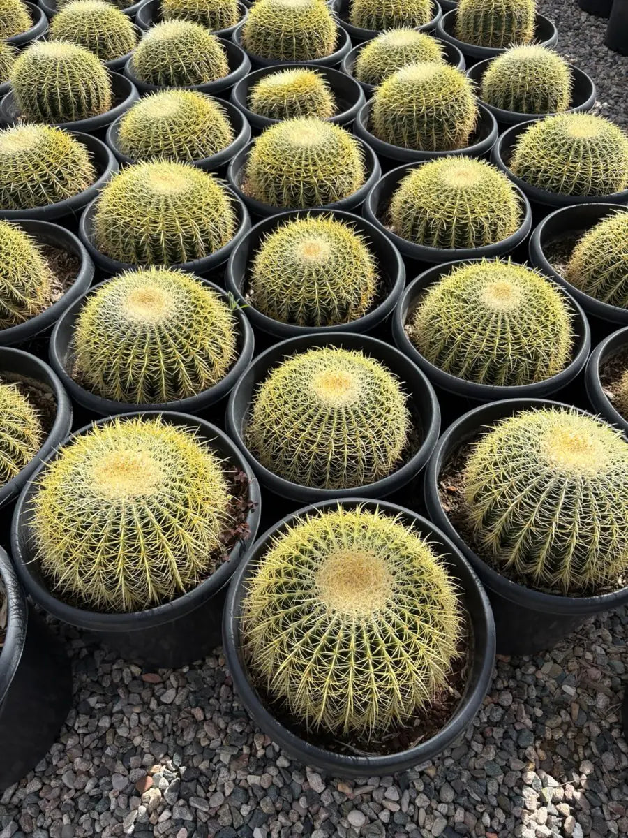 15 gallon Golden Barrel Cactus (Echinocactus grusonii) plants in nursery pots on gravel — Phoenix, AZ