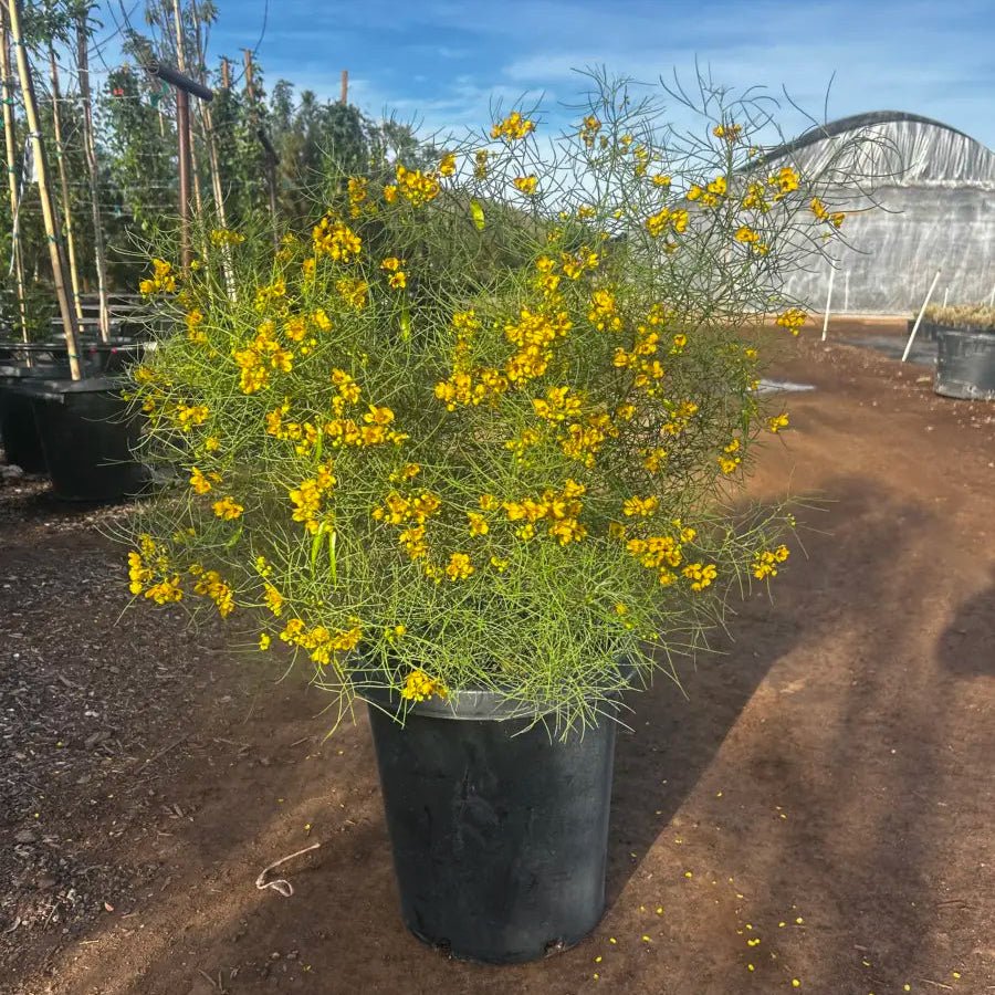 Feathery Cassia shrub Senna artemisioides covered in bright yellow blooms in nursery container Phoenix landscape
