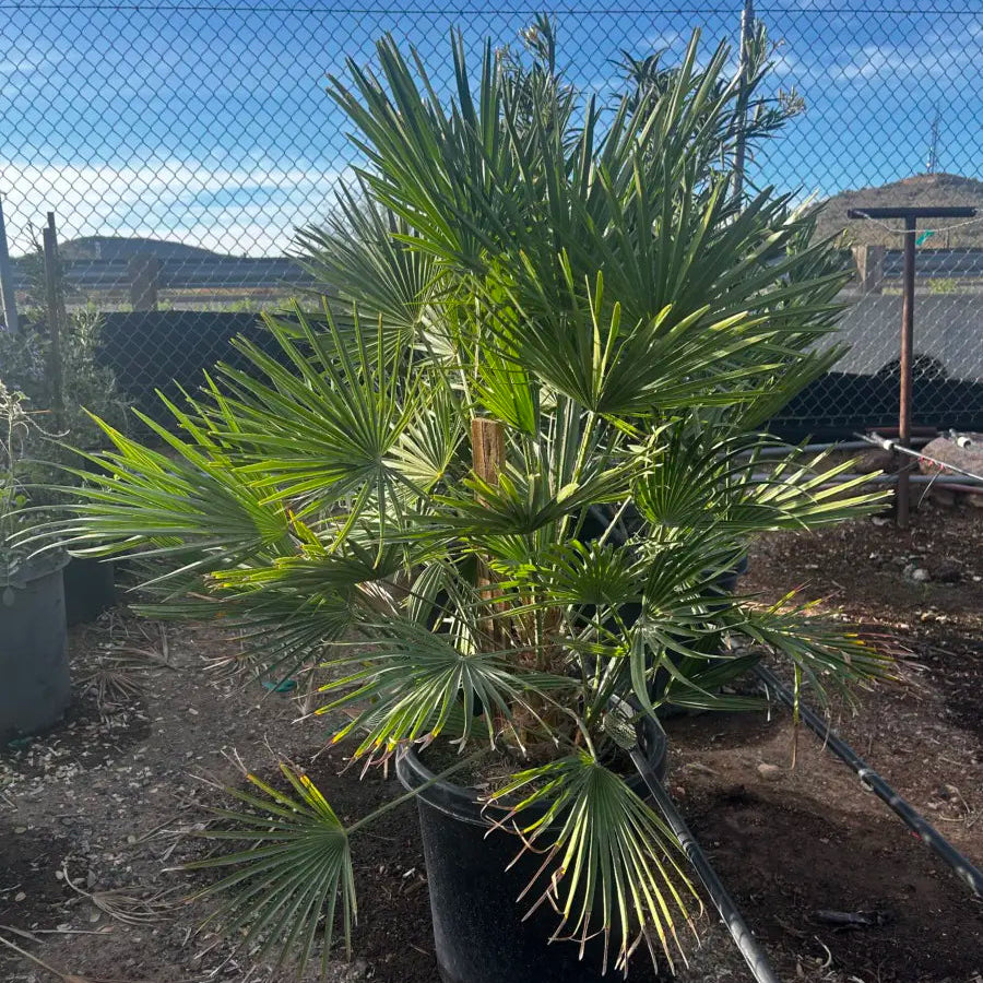 Mediterranean Fan Palm