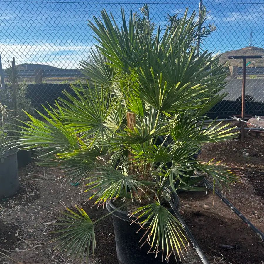 are fan palms toxic to cats Buy Dwarf Fan Palm Phoenix, AZ | Chamaerops humilis