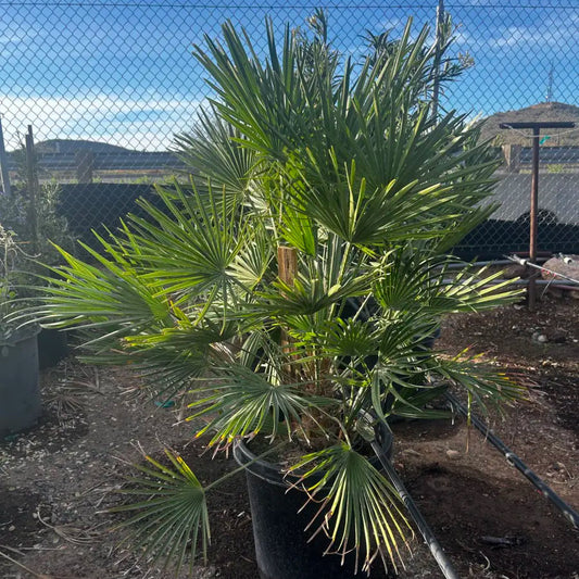 Mediterranean Fan Palm