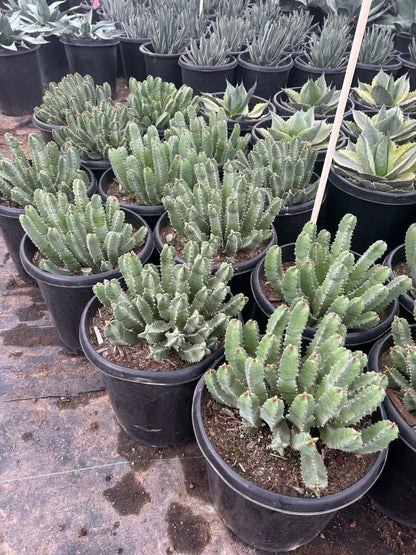 15 gallon Moroccan Mound (Euphorbia resinifera) mature mounding Euphorbia with blue-green stems at nursery — Phoenix, AZ