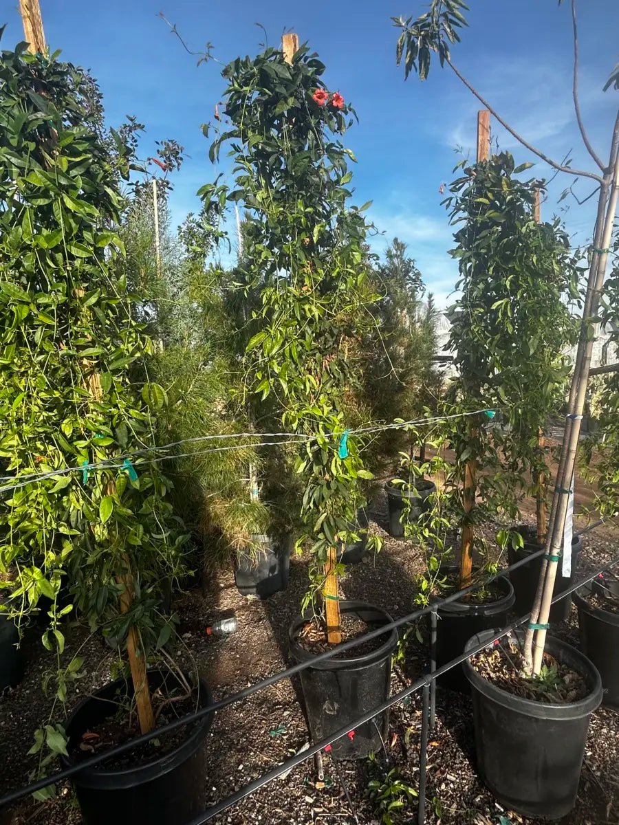 15 gallon Tangerine Beauty Cross Vine (Bignonia capreolata) staked plants in outdoor nursery — Phoenix, AZ