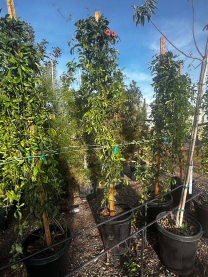 15 gallon Tangerine Beauty Cross Vine (Bignonia capreolata) staked plants in outdoor nursery — Phoenix, AZ