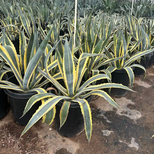 15 gallon Variegated Century Plant (Agave americana Variegata) in nursery pots — Phoenix, AZ