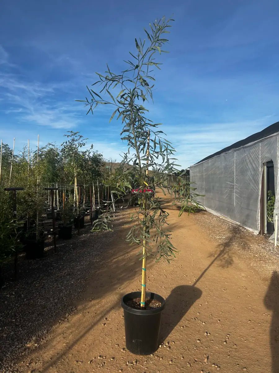 15 gallon Willow Acacia (Acacia salicina) in black pot at Three Timbers nursery — Phoenix, AZ