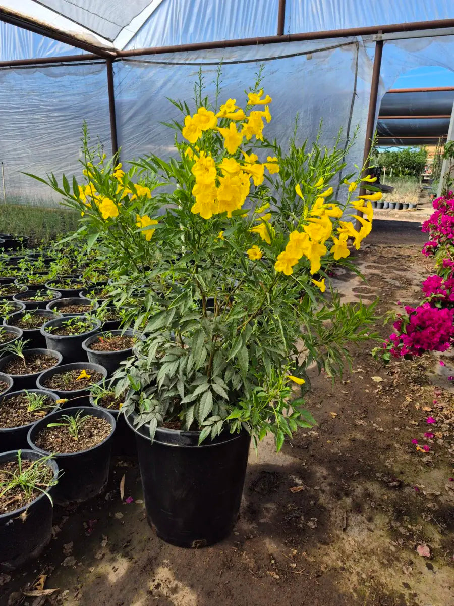 15 gallon Yellow Bells (Tecoma stans) flowering in nursery greenhouse — Phoenix, AZ