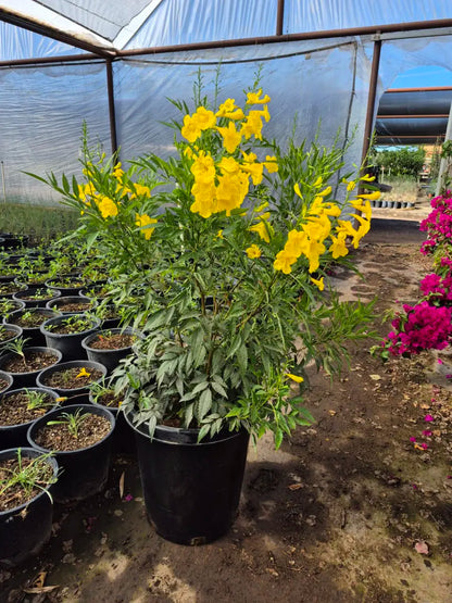 15 gallon Yellow Bells (Tecoma stans) flowering in nursery greenhouse — Phoenix, AZ
