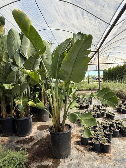 Giant Tropical Bird of Paradise