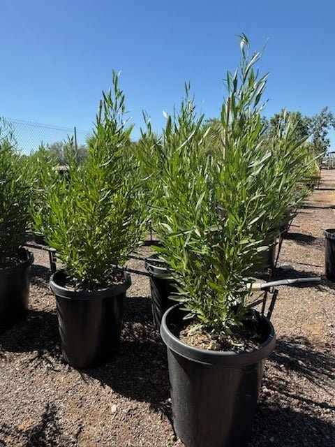 hedge plants in pots Buy Green Hopseed Bush Phoenix, AZ | Dodonaea viscosa