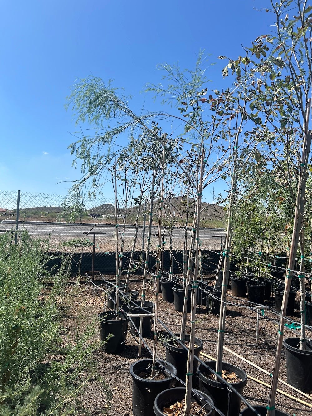 plant pot trees for sale Buy Palo Blanco Phoenix, AZ | Mariosousa willardiana