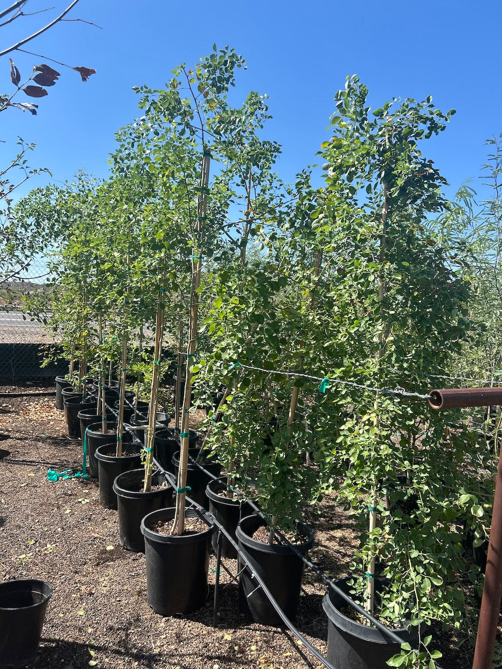 Sissoo Tree