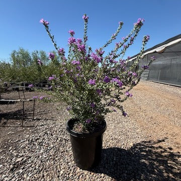 Texas Sage