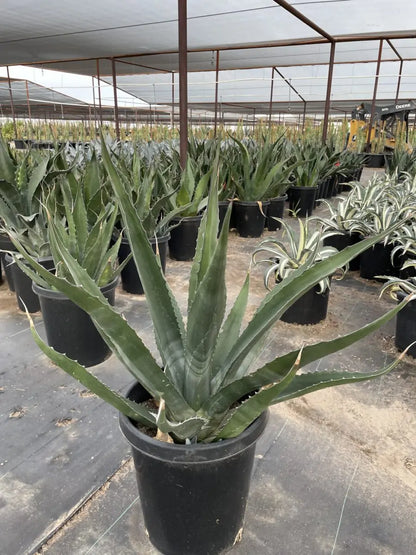 Agave Salmiana